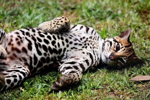 Ocelote animal