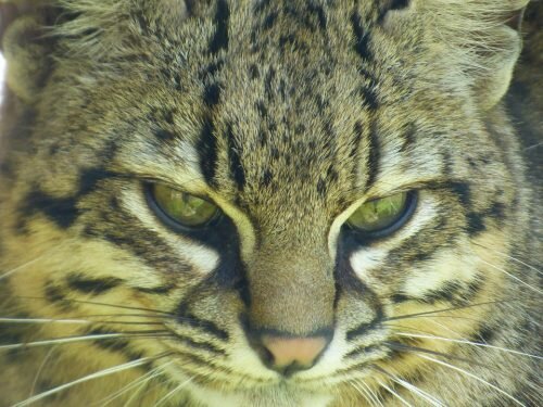 Ocelote especie endémica