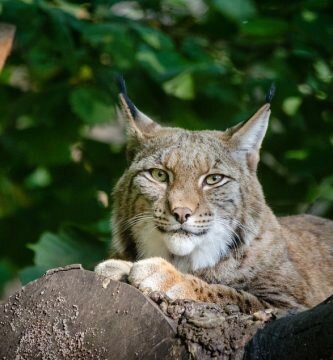 Lince ibérico portugal