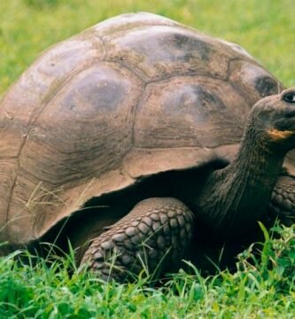 Tortugas galapagos