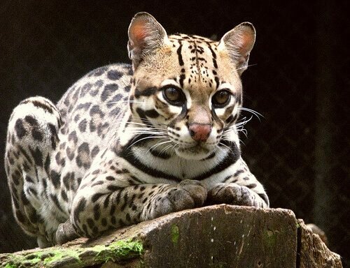 Ocelote especie endémica de méxico