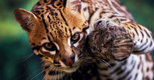 Ocelote mexicano