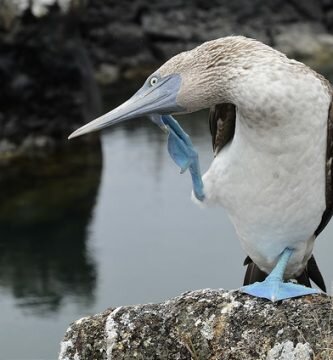 piqueros de patas azules