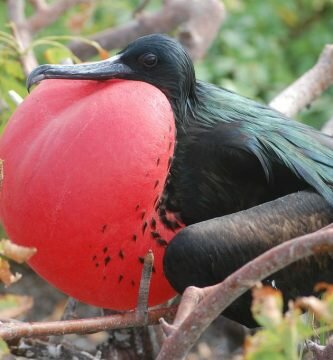 fragatas galapagos