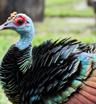 Pavo ocelado