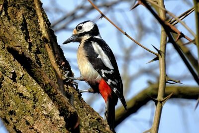 Pajaro carpintero