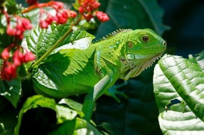 Iguana