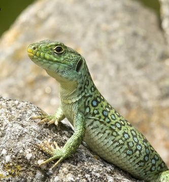 lagarto ocelado