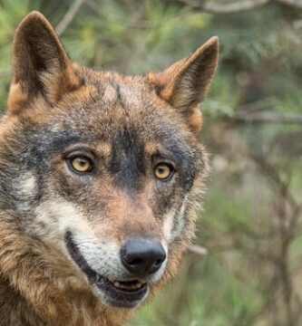 Lobo ibérico